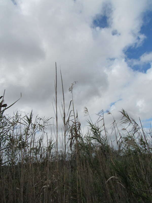 Слика од Phragmites australis subsp. berlandieri (E. Fourn.) Saltonst. & Hauber