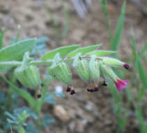 Image of rose monkswort