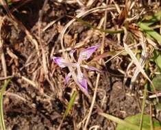 Image of Moraea simulans Baker