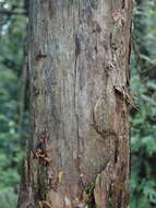 Image of Sophora chathamica Cockayne