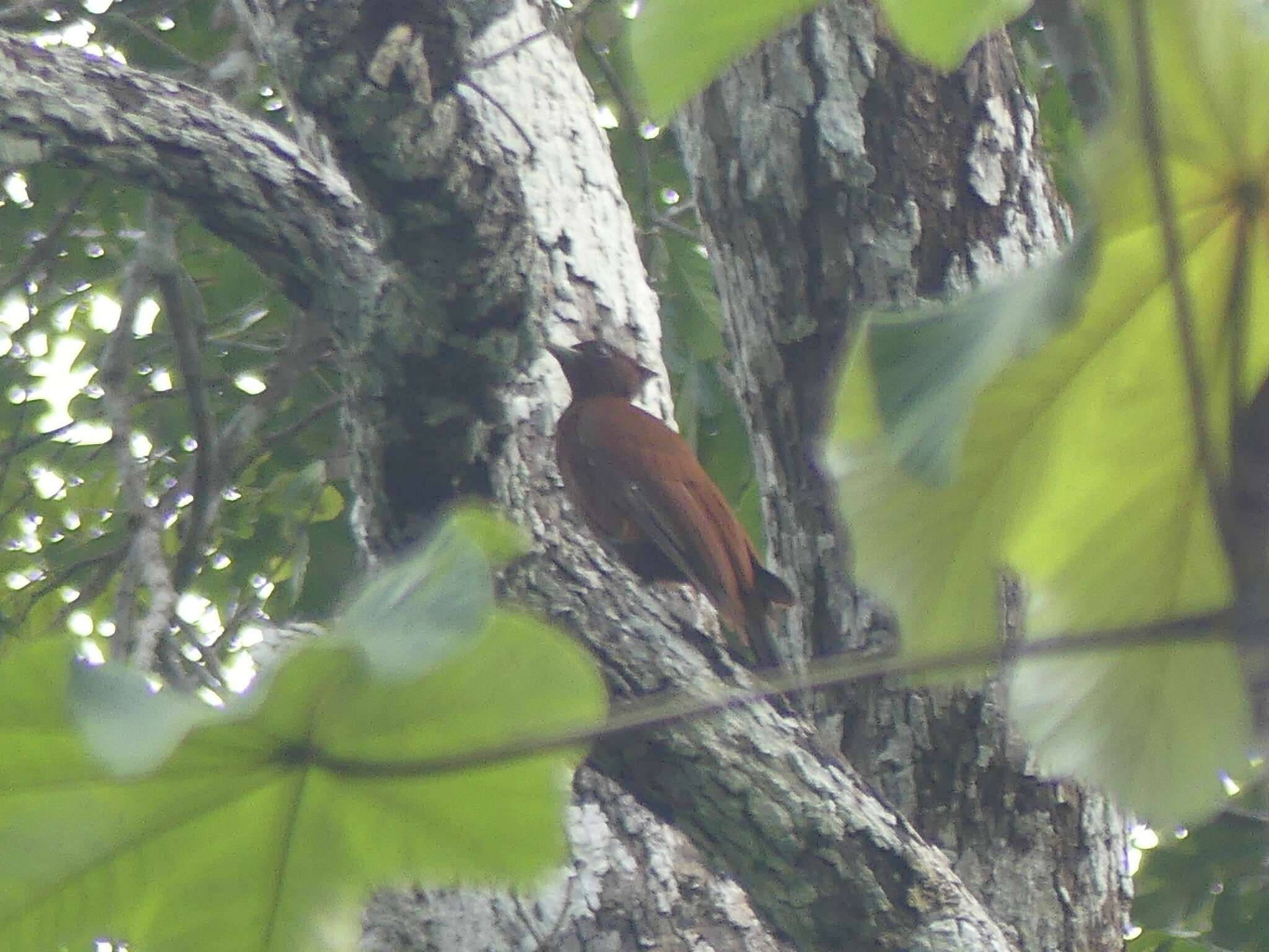 Image of Chestnut Woodpecker