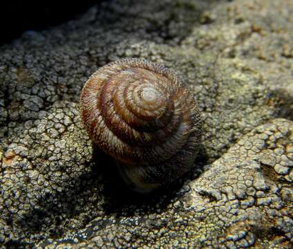 Image of Discula polymorpha (R. T. Lowe 1831)