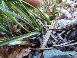 Image of Brainerd's sedge