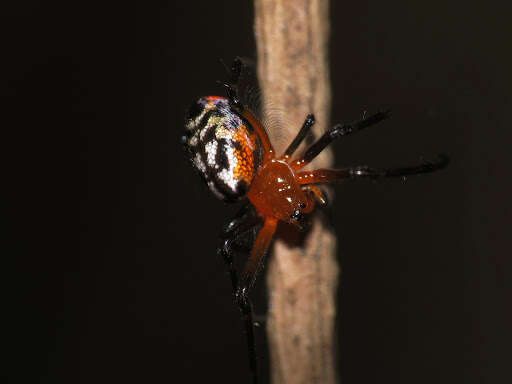 Image of Leucauge fastigata