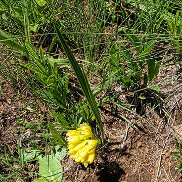 Image of Eulophia leontoglossa Rchb. fil.