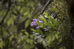 Imagem de Dendrobium linawianum Rchb. fil.