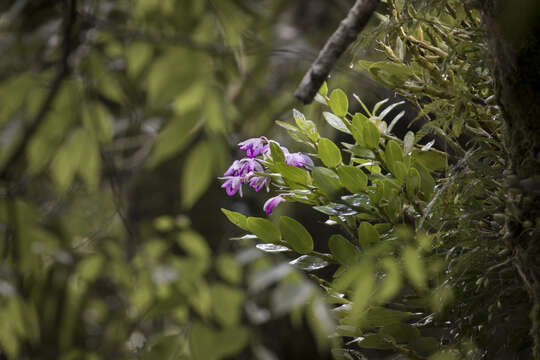 Dendrobium linawianum Rchb. fil. resmi