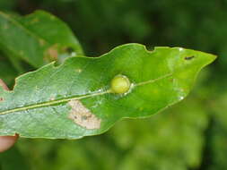 Image of Iteomyia salicisverruca (Osten Sacken 1878)