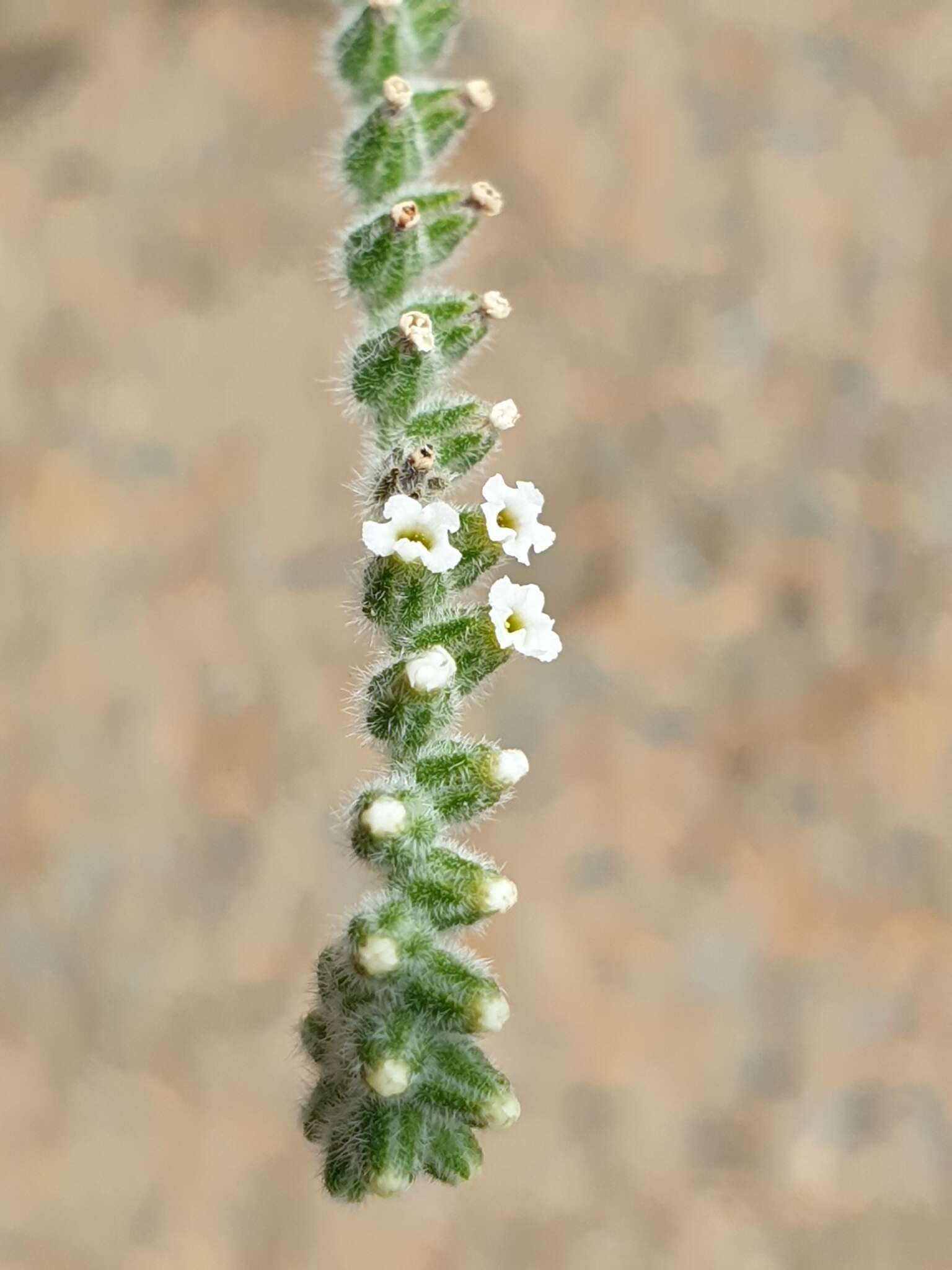 Image of Echiochilon persicum (Burm. fil.) I. M. Johnst.