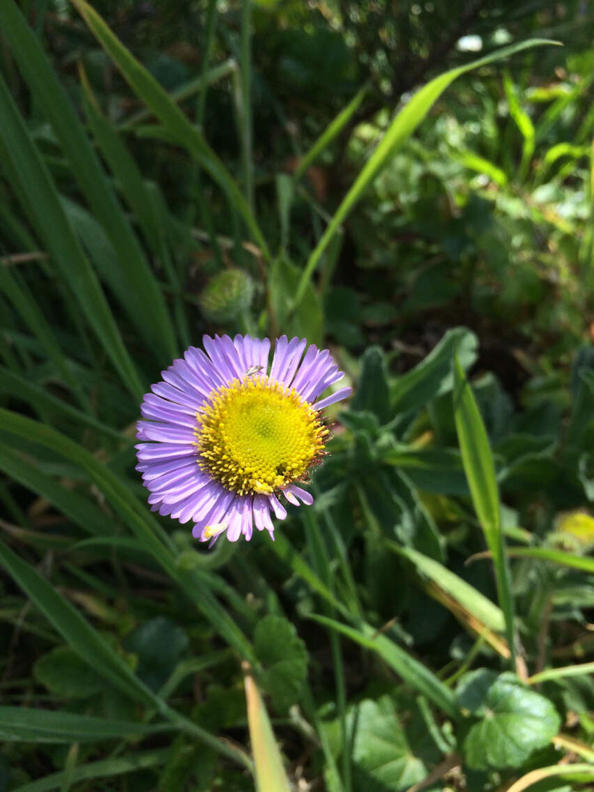 Image of seaside fleabane