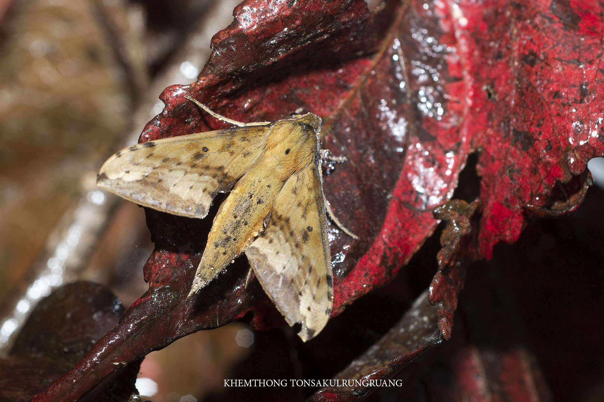 Image of Rhagastis castor aurifera (Butler 1875)