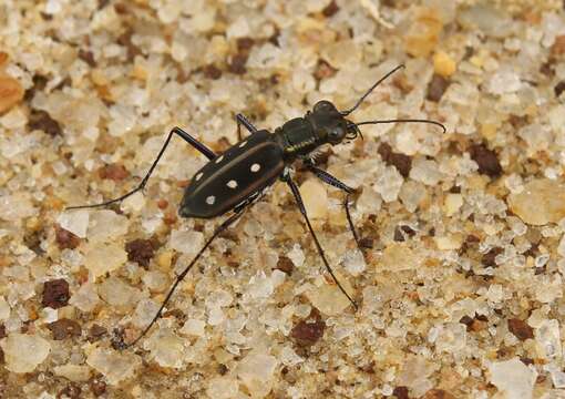 Image of Cicindela (Calochroa) sexpunctata Fabricius 1775