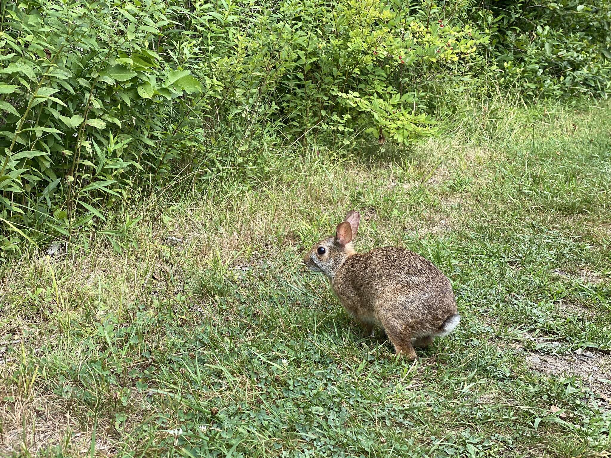 Image of New England Cottontail