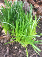 Image of dutch crocus, spring crocus