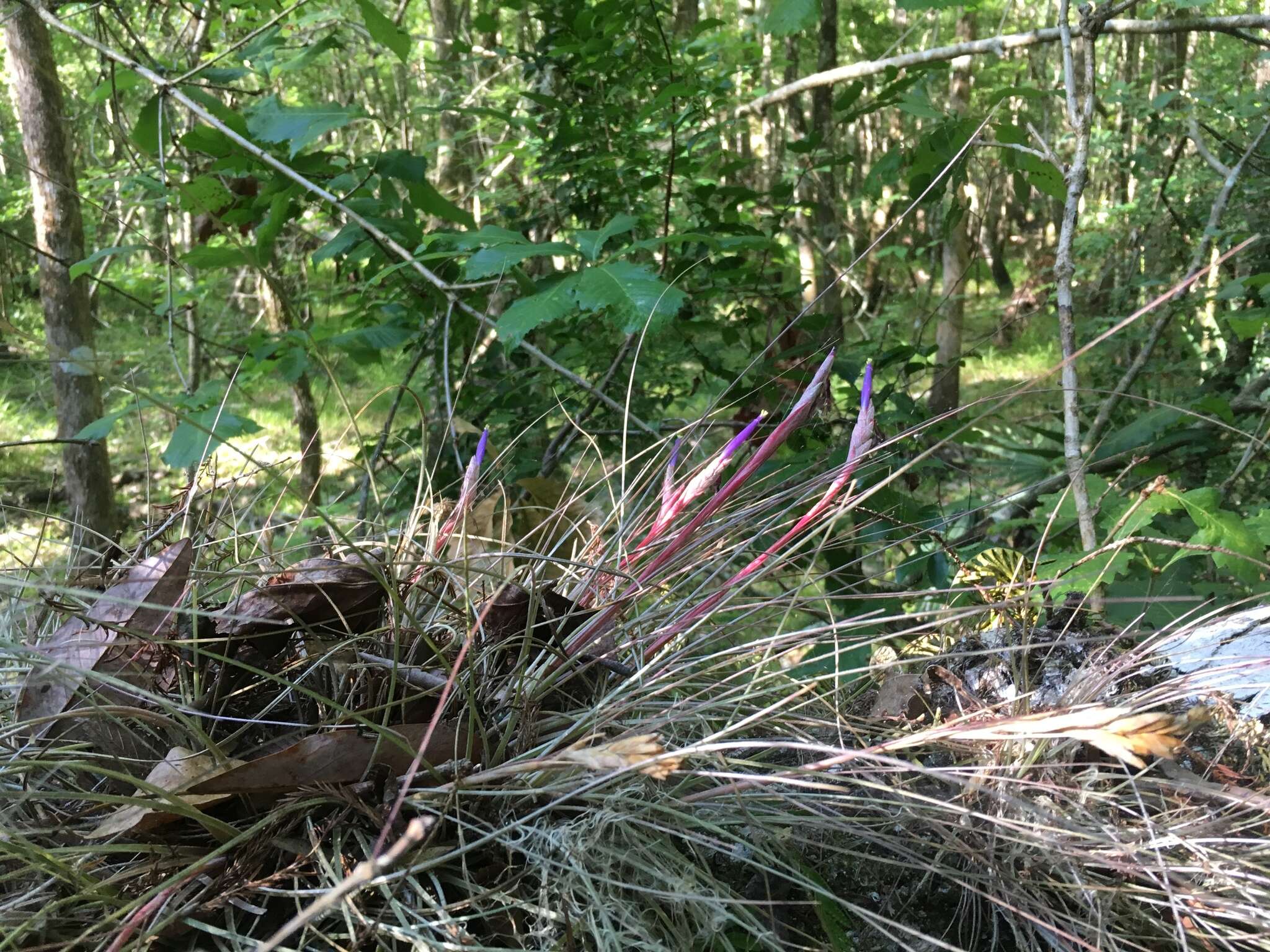 Image of Bartram's airplant