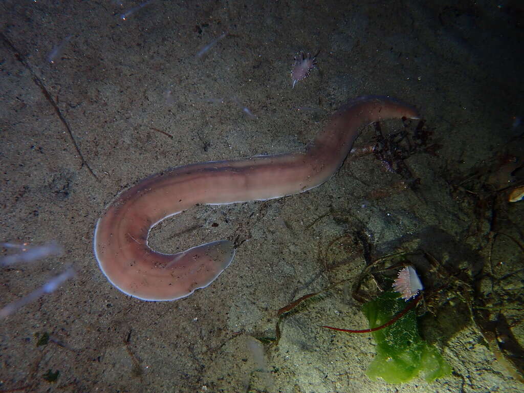 Image of black ribbon worm