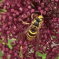 Image de Vespula koreensis (Rad. 1887)