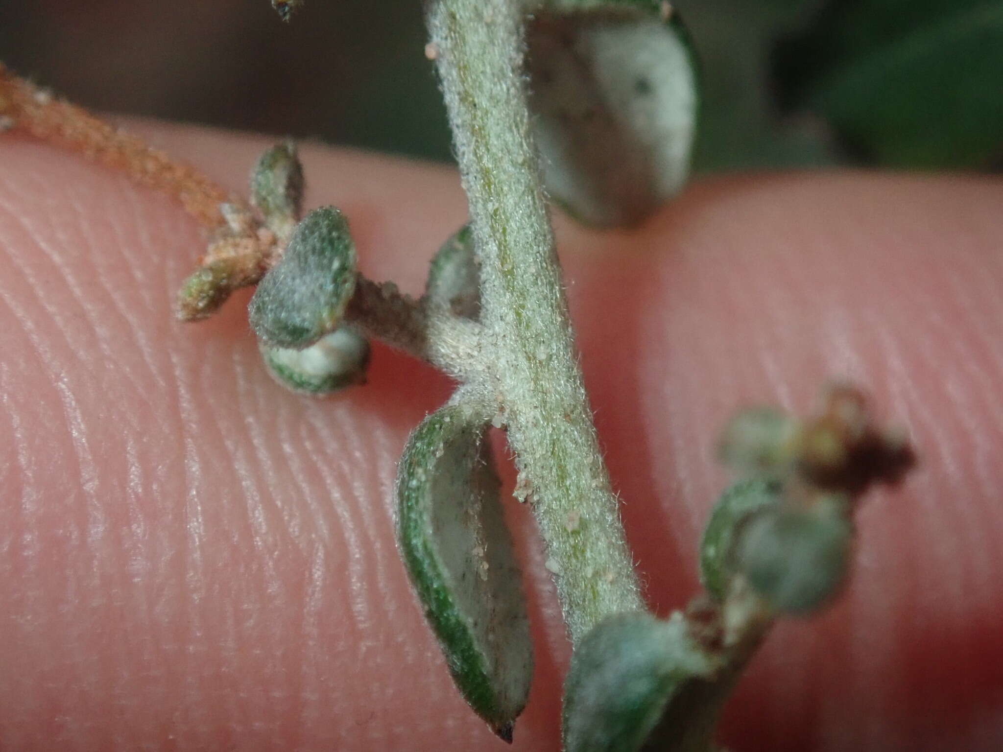 Image of Grevillea crassifolia Domin