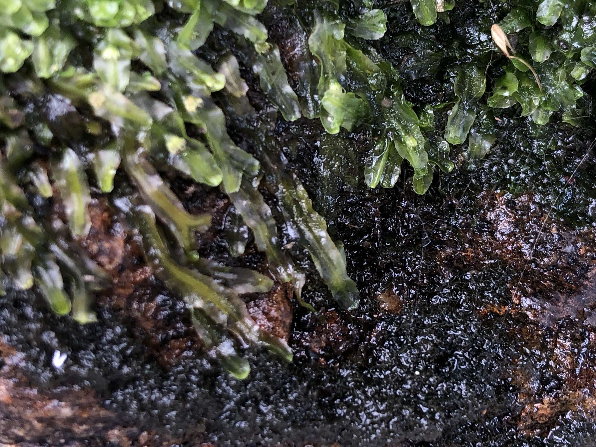 Image of Pallavicinia subciliata (Austin) Steph.