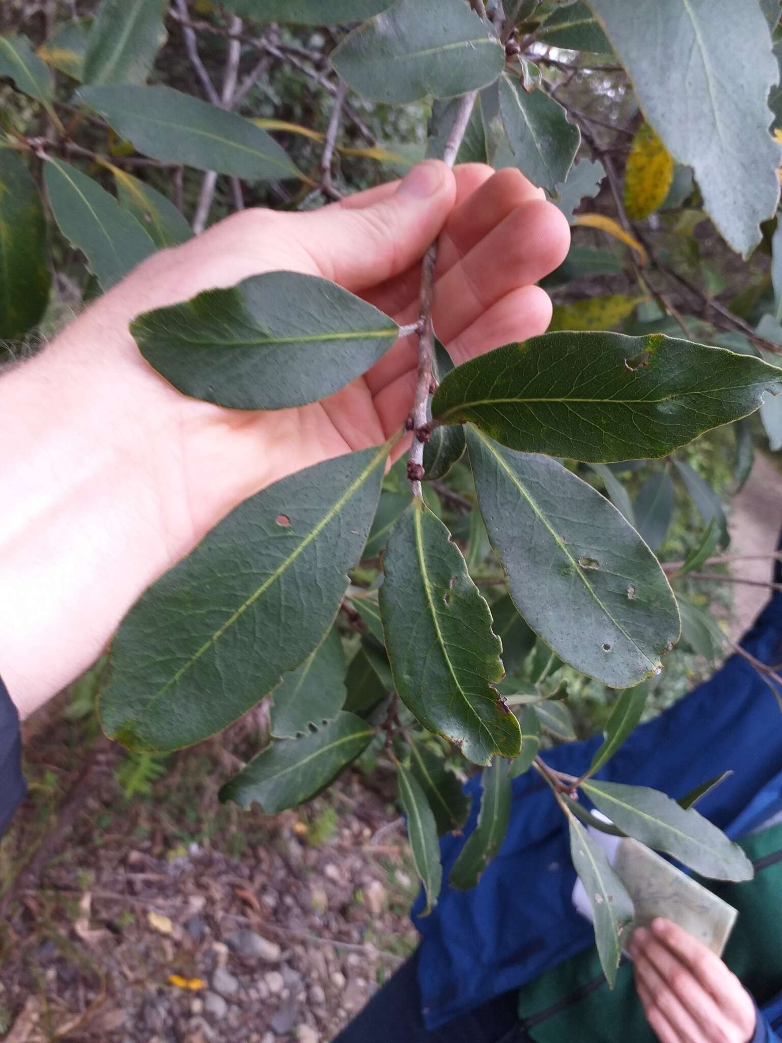 Image de Pittosporum huttonianum T. Kirk