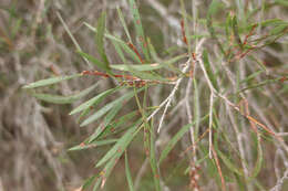 Image of scarlet bottlebrush