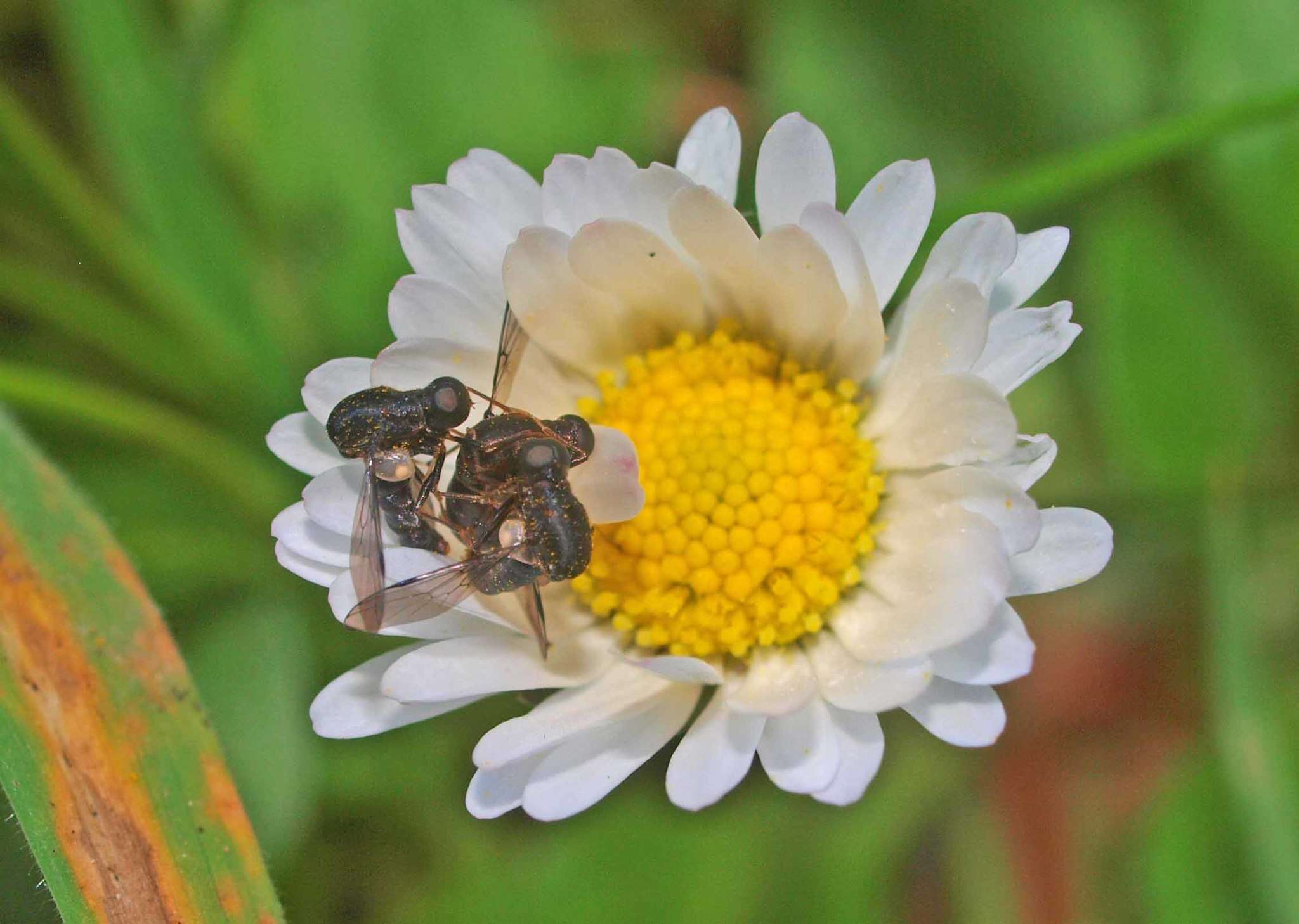 Image of Helle longirostris (Hudson 1892)