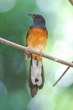 Image of White-rumped Shama