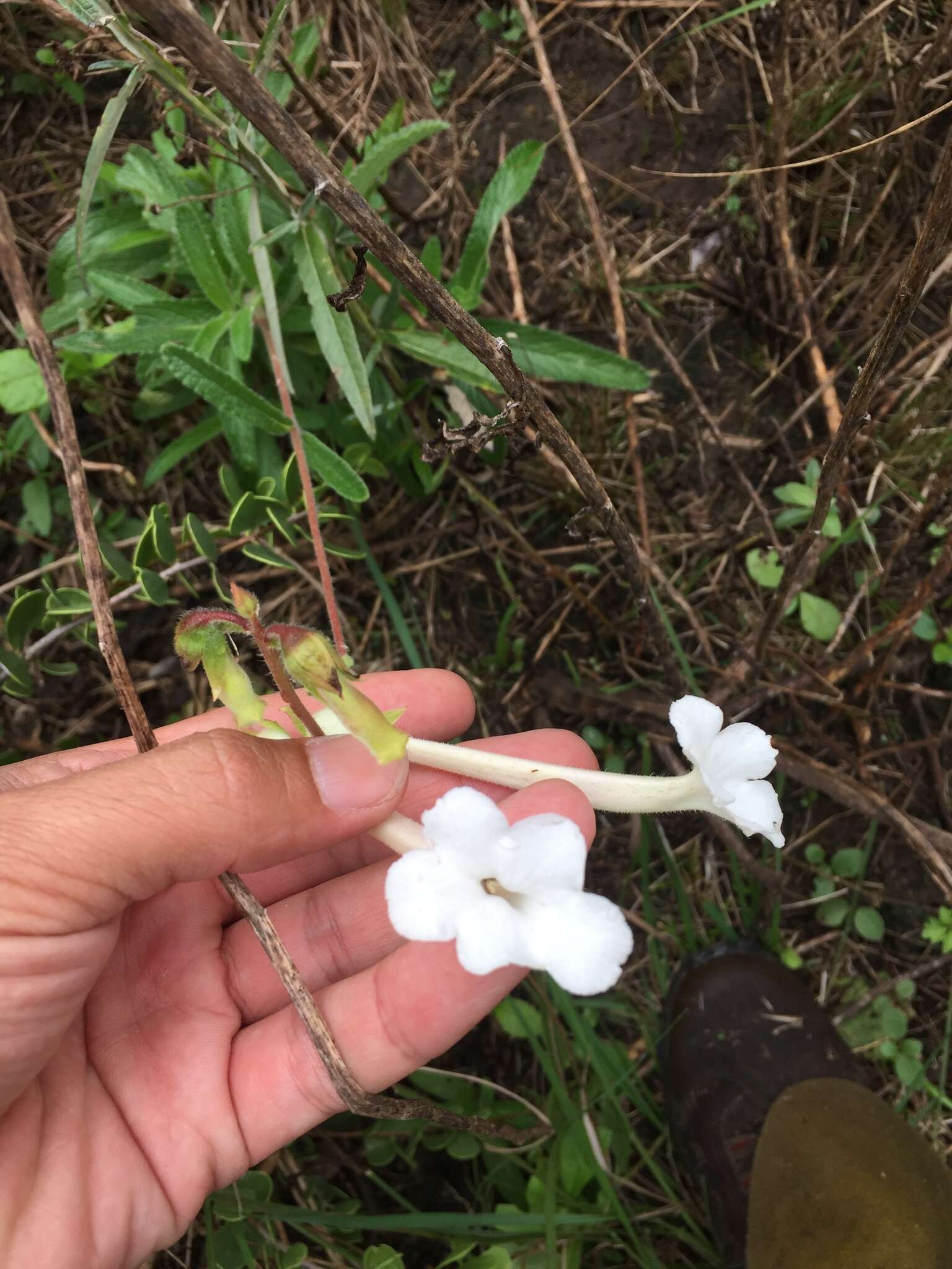 Image of Sinningia tubiflora (Hook.) Fritsch