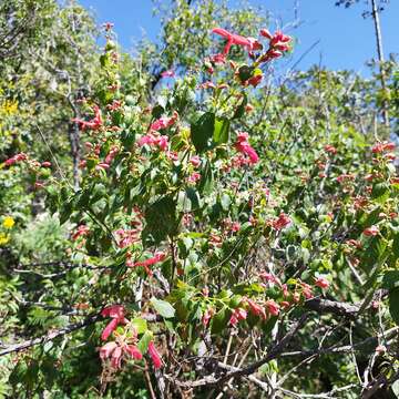 Imagem de Salvia pubescens Benth.