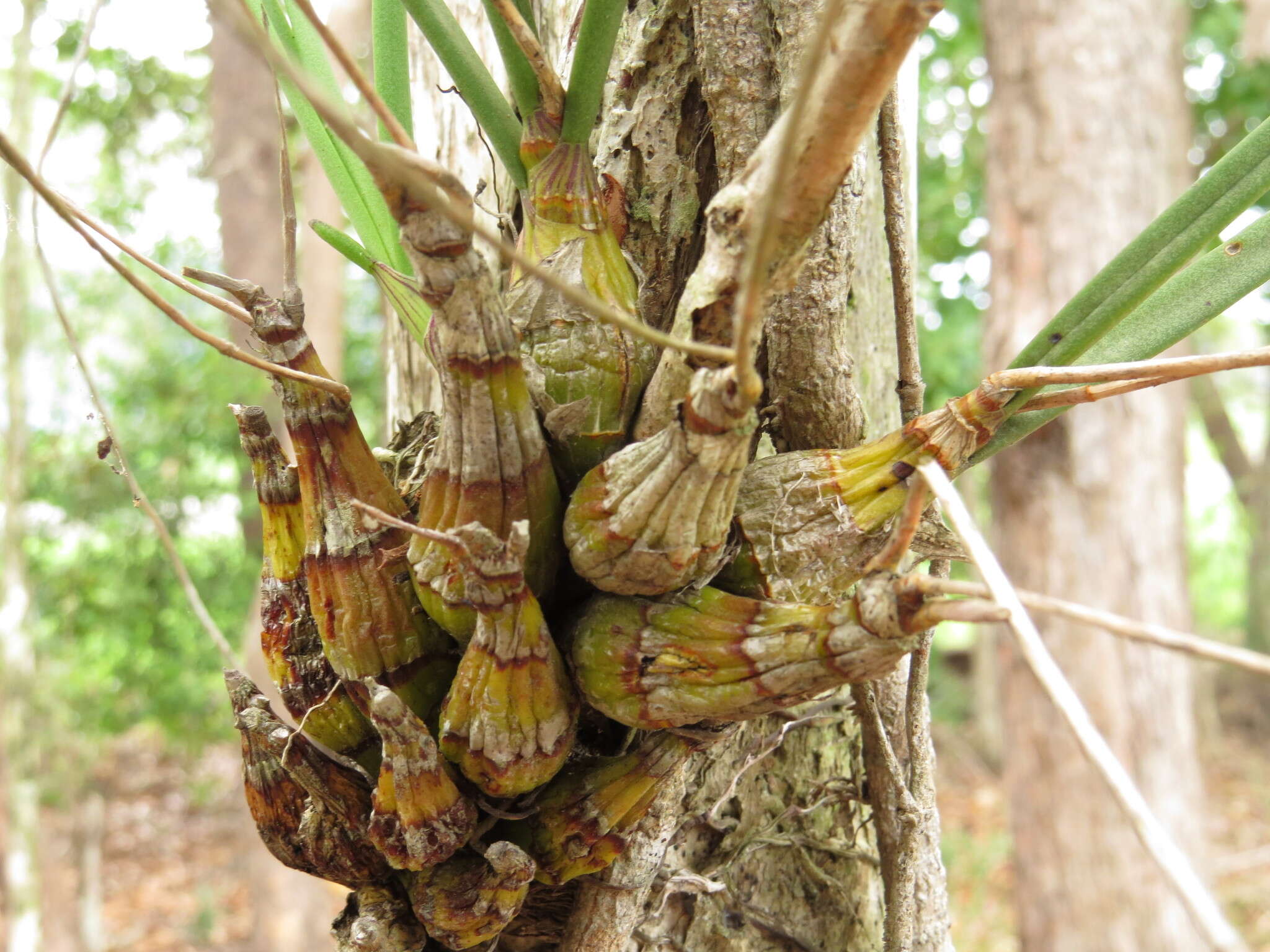 Dendrobium canaliculatum R. Br. resmi