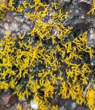 Image of coral orange lichen