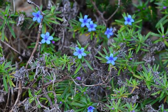 صورة Glandora rosmarinifolia (Ten.) D. C. Thomas