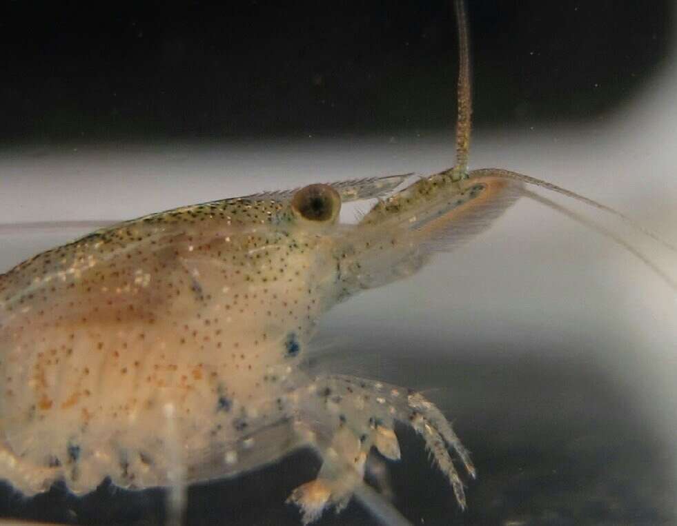 Image of <i>Neocaridina palmata</i>