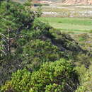 Image de Arctostaphylos australis Eastw.