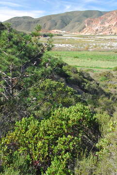 Image de Arctostaphylos australis Eastw.