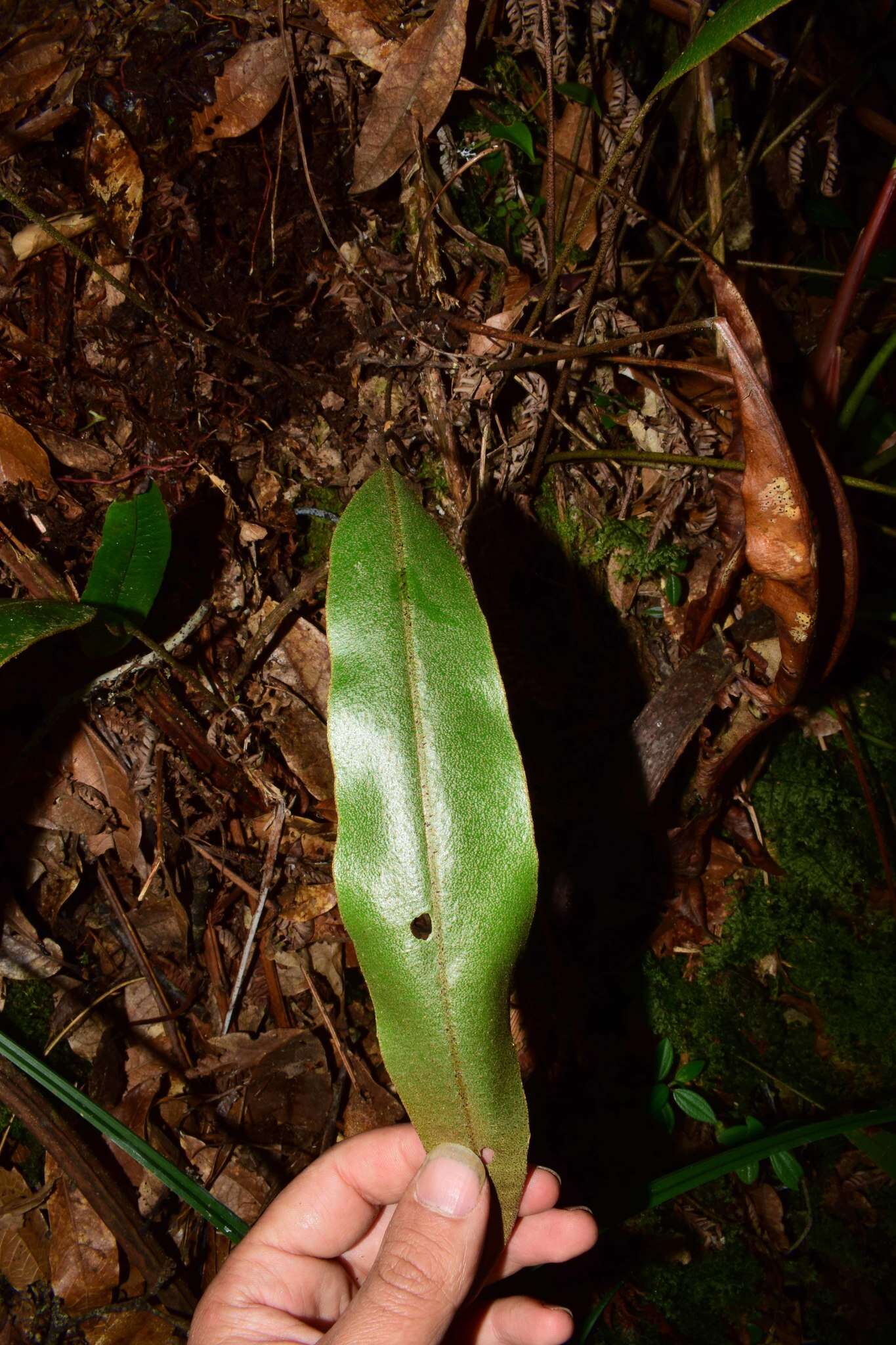 Image of Elaphoglossum cuspidatum (Willd.) T. Moore