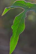 Image of Passiflora viridiflora Cav.