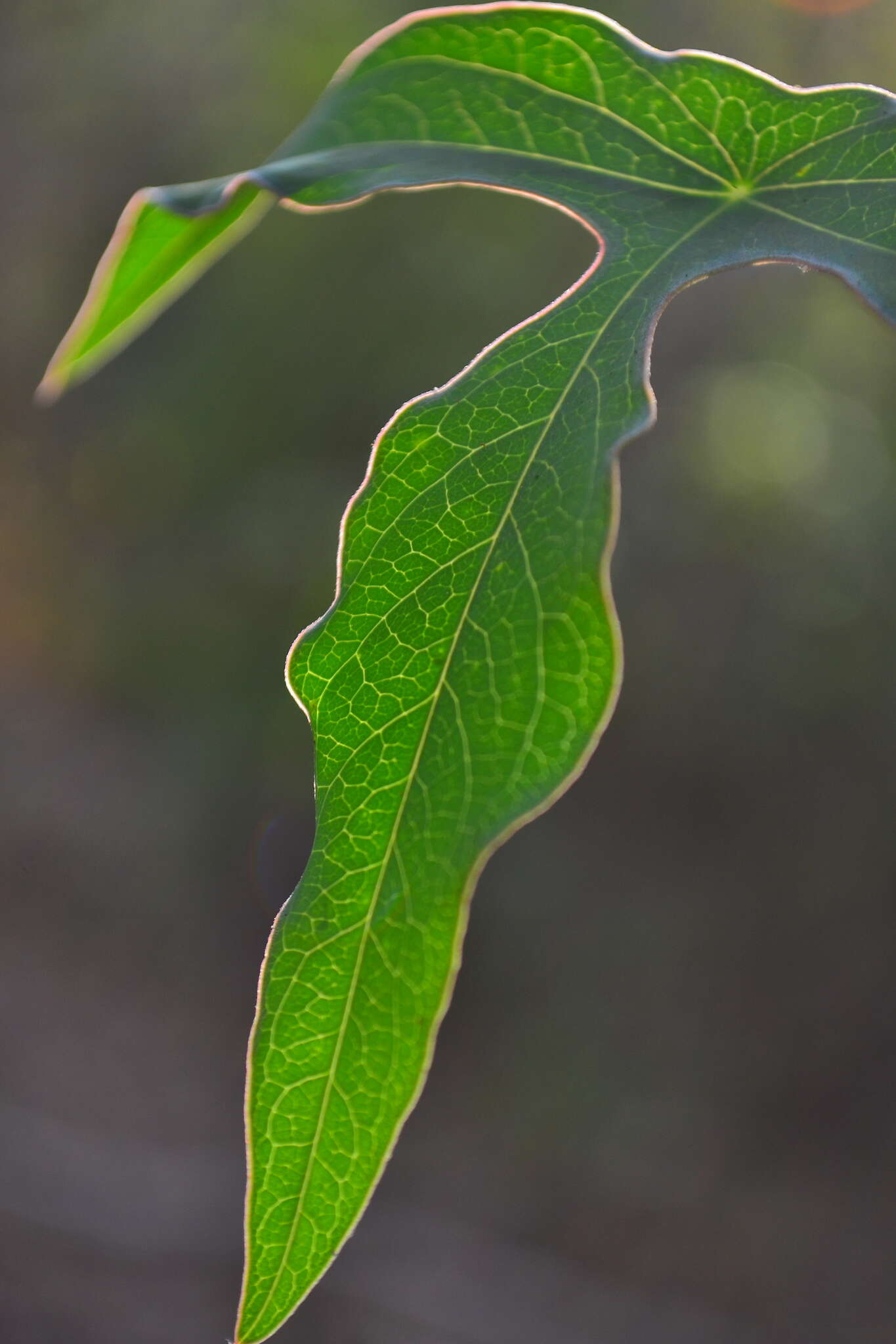 Image of Passiflora viridiflora Cav.