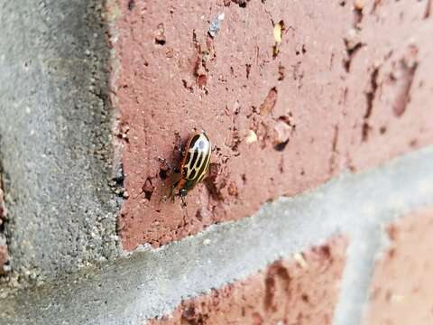 Image of Cottonwood Leaf Beetle