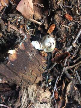 Image of Pholiota nubigena (Harkn.) Redhead 2014