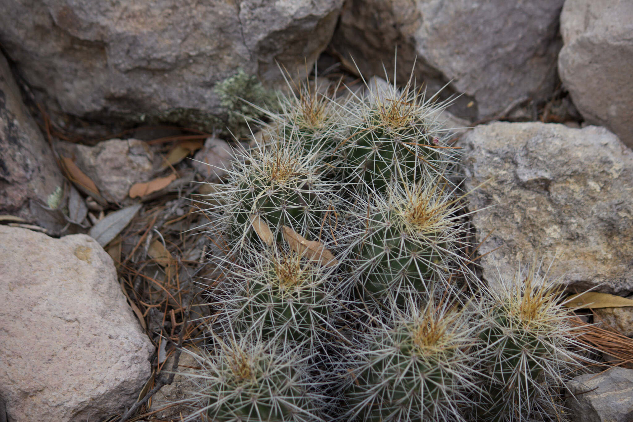 Image of Echinocereus santaritensis W. Blum & Rutow