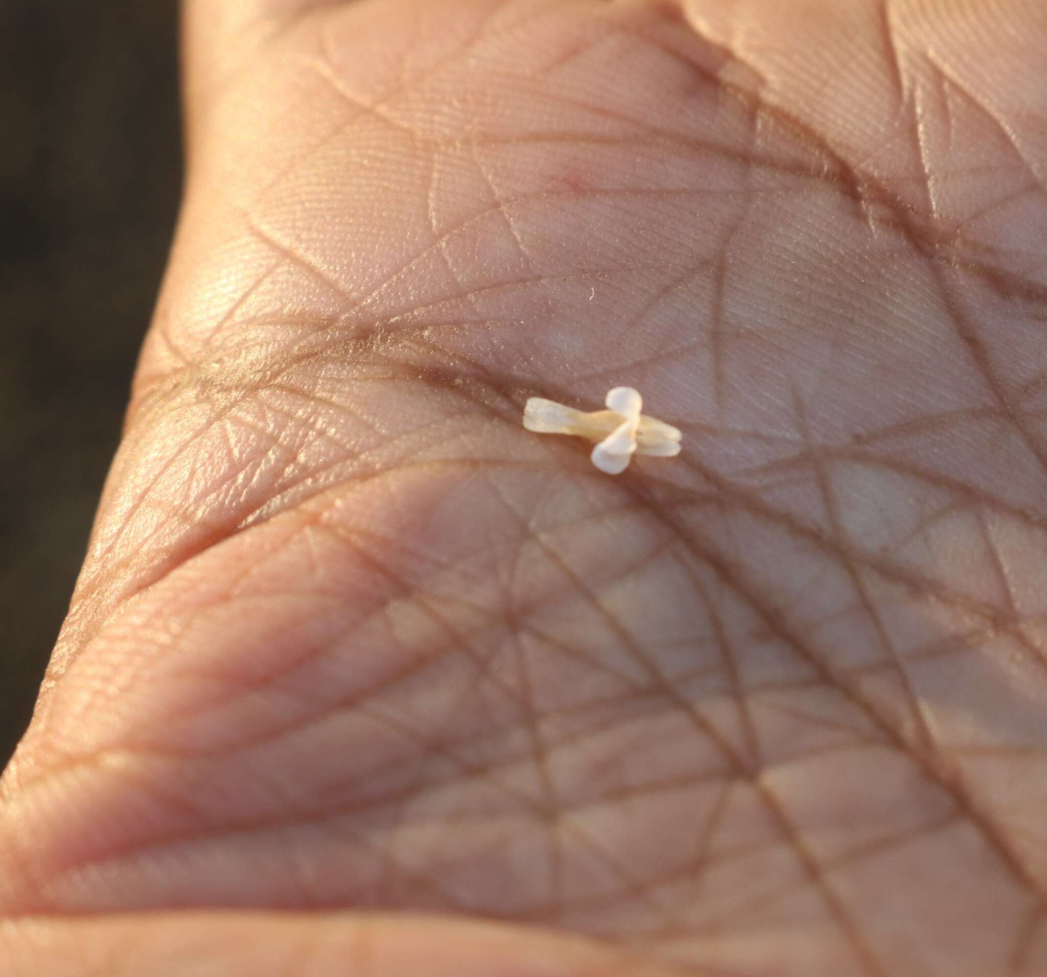 Image of Dwarf Hygrophila