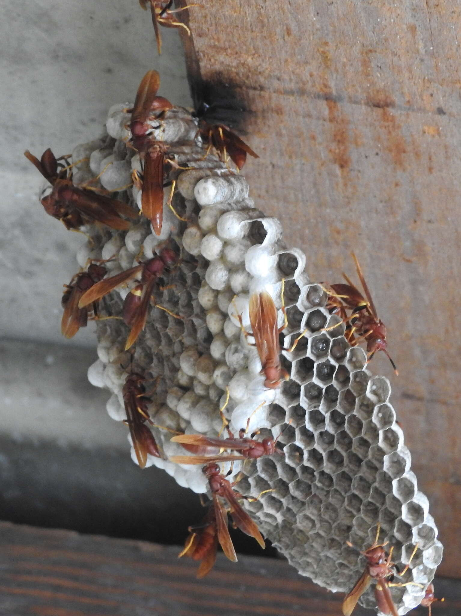 Image of Polistes dominicus (Vallot 1802)