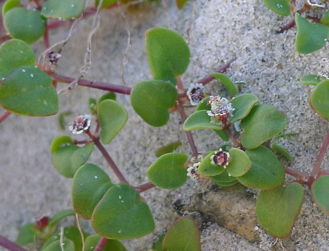 Image of Euphorbia vizcainensis Maya-Lastra & V. W. Steinm.