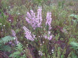 Image of Erica glomiflora var. glomiflora