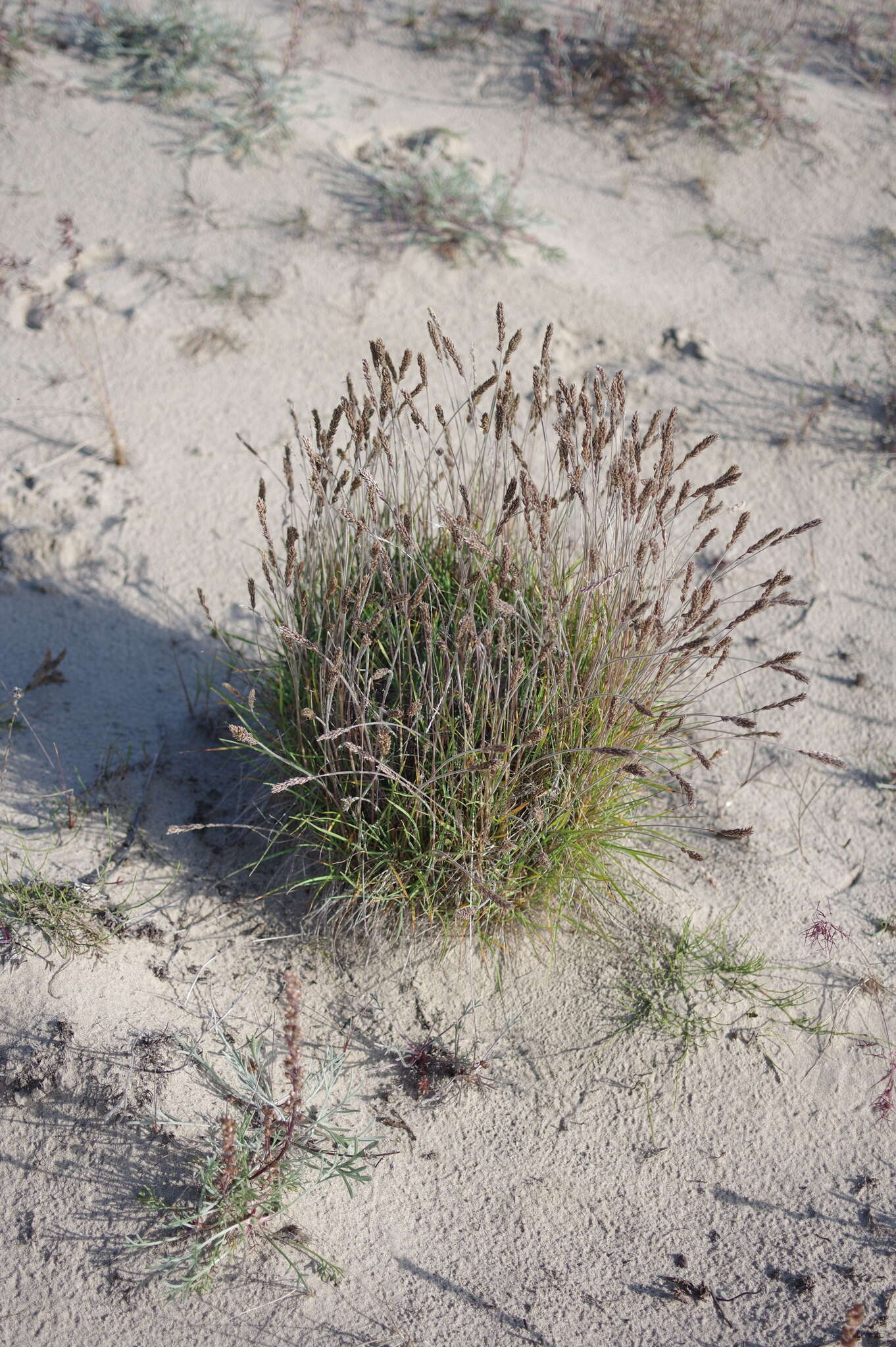 Image of Eurasian Junegrass