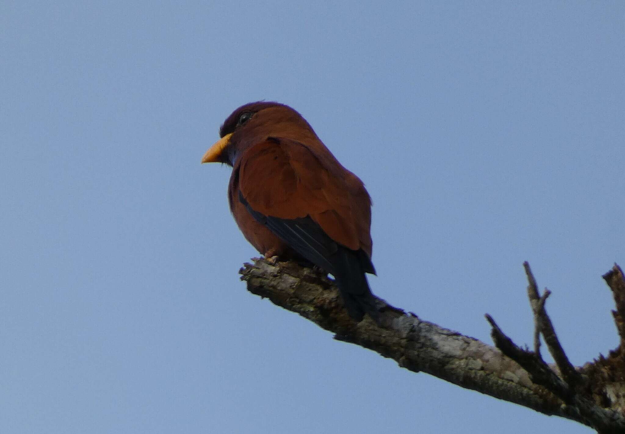 Image of Blue-throated Roller