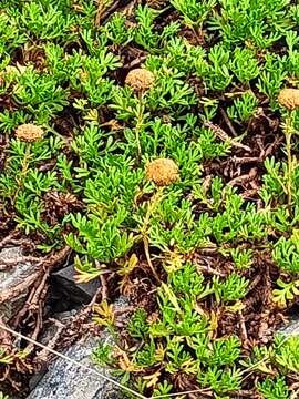 Plancia ëd Leptinella pyrethrifolia (Hook. fil.) D. G. Lloyd & C. J. Webb