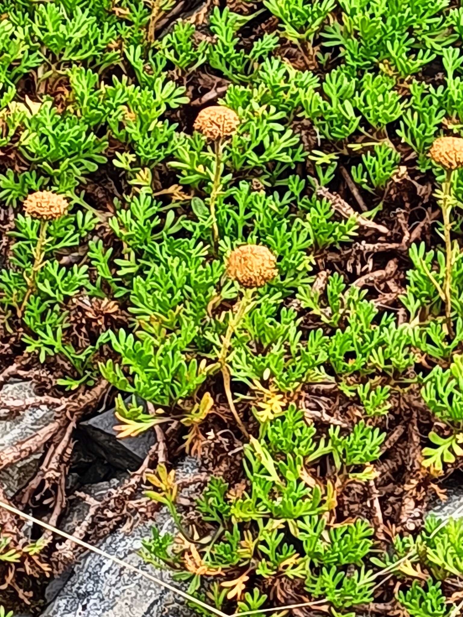 Plancia ëd Leptinella pyrethrifolia (Hook. fil.) D. G. Lloyd & C. J. Webb