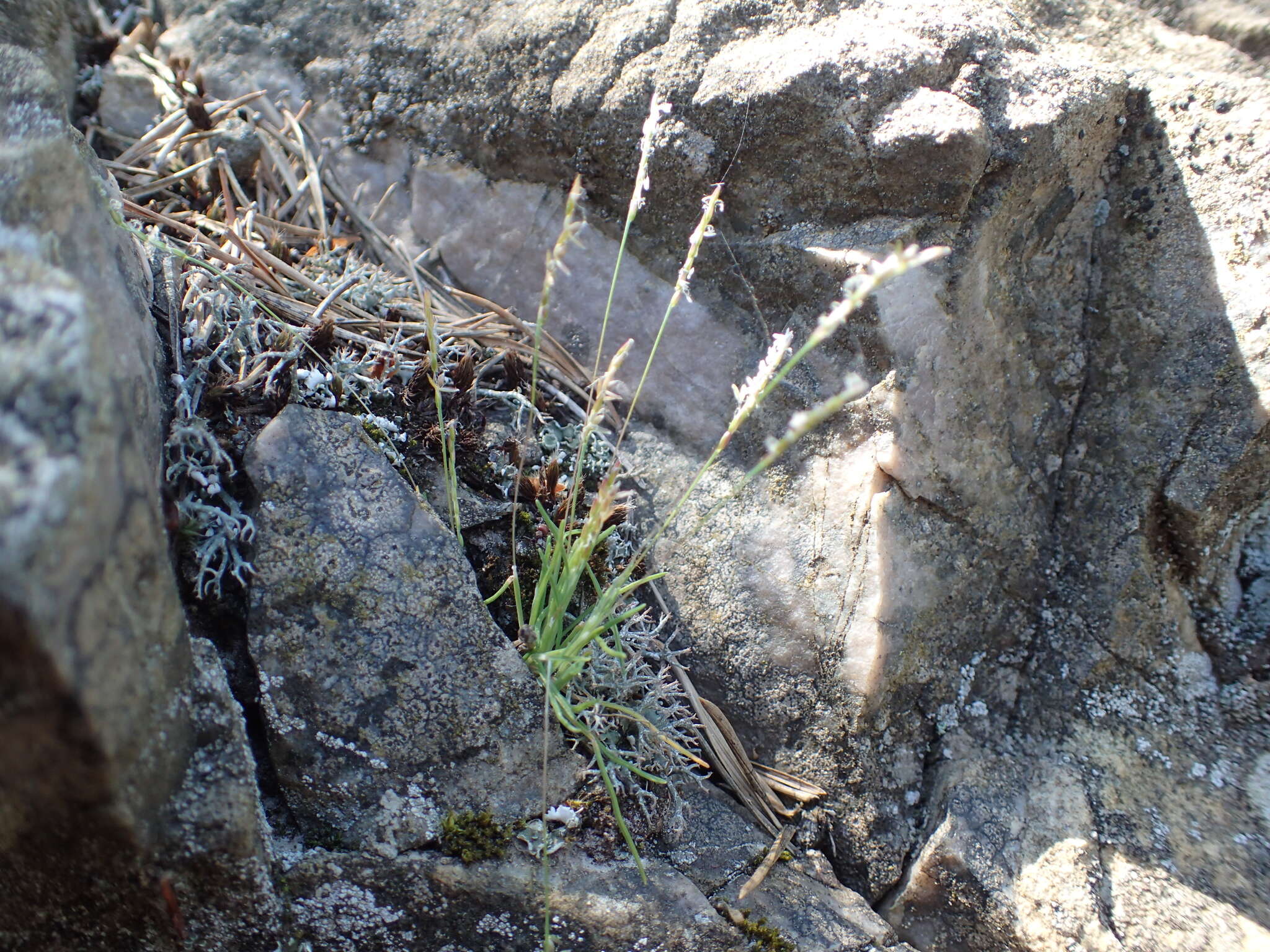 Image of early sand-grass